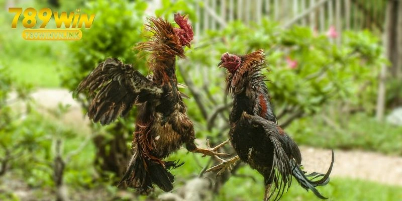 Cách xem lối đá của gà dựa vào dáng đứng