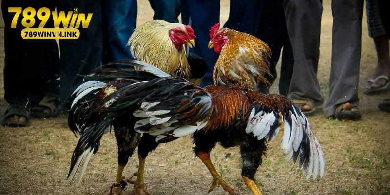 cách xem lối đá của gà