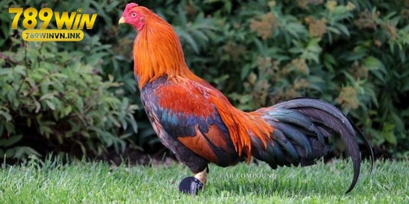 Cách xem màu mạng gà đá ngày hôm nay chuẩn nhất