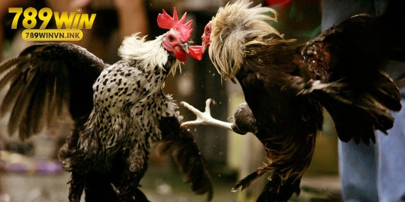 Chế độ nuôi, chăm sóc khi tham gia đá gà Philippines