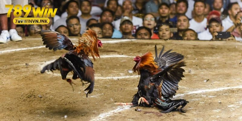 Đá gà Campuchia là gì?