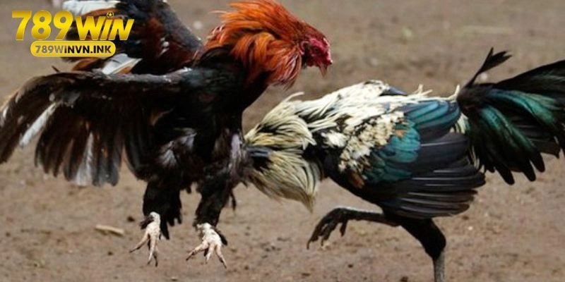 Luôn rõ ràng về tính minh bạch và công bằng cho người chơi