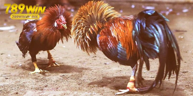 Màu mạng gà đá giúp tối ưu tỷ lệ thắng