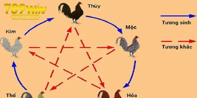 màu mạng gà đá ngày hôm nay