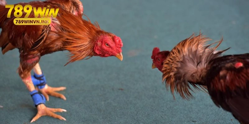 Những điều cần lưu ý khi áp dụng cách xem lối đá của gà