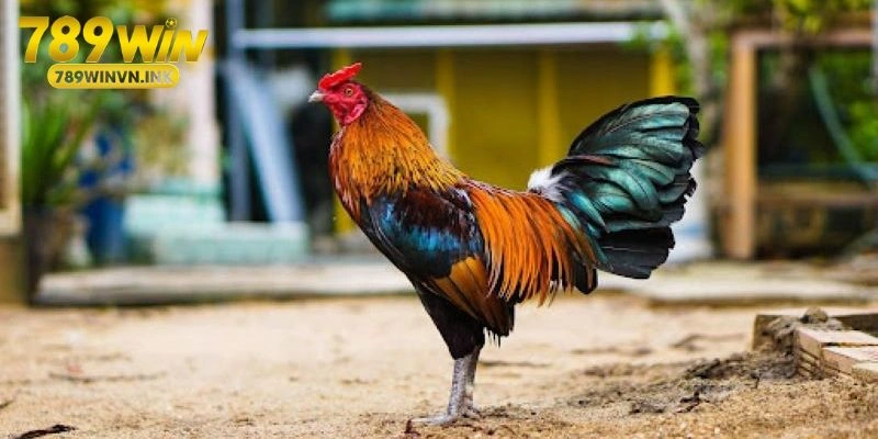 Những điều người chơi mới nên nắm khi xem màu lông