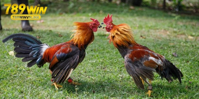 Những kỹ năng cần thiết khi cược đá gà Campuchia