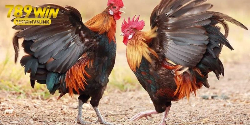 Sơ lược về trò chơi đá gà Campuchia