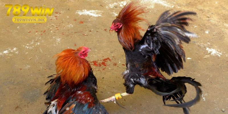 Theo dõi nhiều trận đấu để có thể tích lũy nhiều kinh nghiệm khi chơi