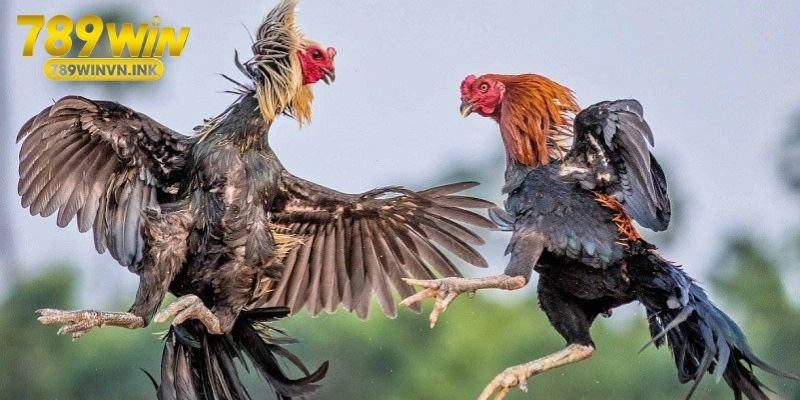 Trải nghiệm trò chơi đá gà mượt mà ổn định tại 789WIN