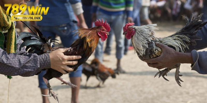 Ví dụ thực tế khi xem lối đá của gà