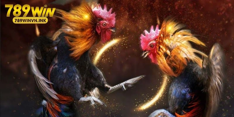 Yếu tố hàng đầu khi chọn gà đá Philippines